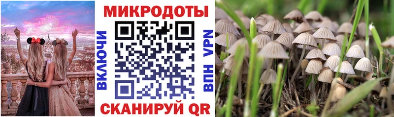 где продают   Высоцк  Галлюциногенные грибы Cubensis 